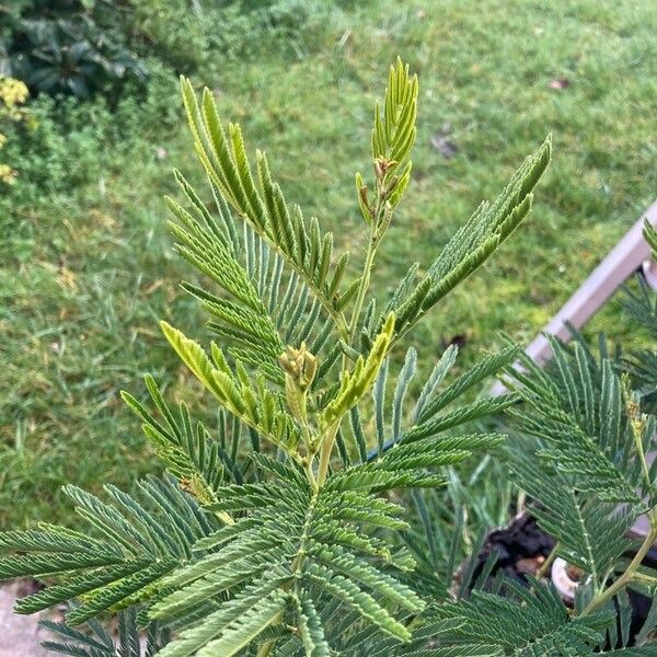 Acacia dealbata Blad