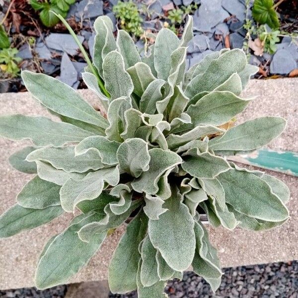 Lychnis coronaria Blatt