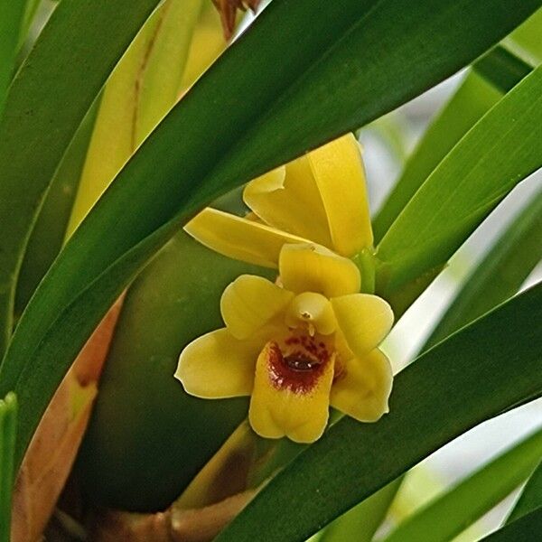 Maxillaria variabilis Blüte