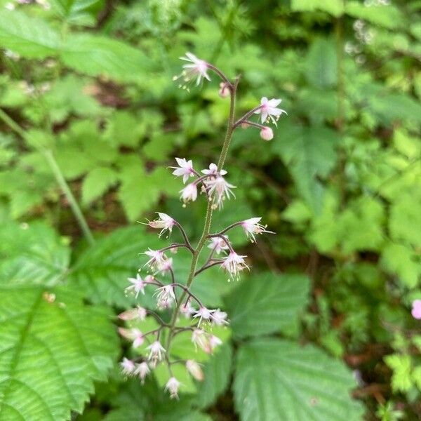 Tiarella trifoliata Kvet