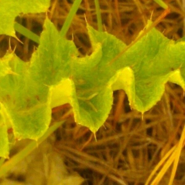 Cirsium undulatum Folha