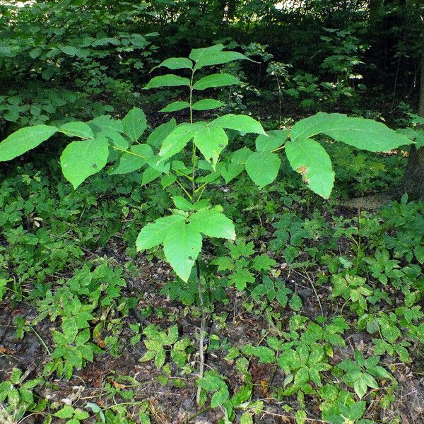 Juglans regia Habitat