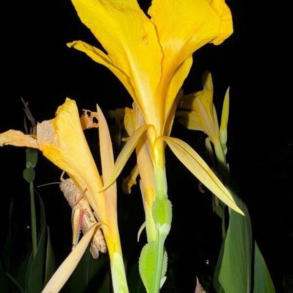 Canna flaccida Blüte