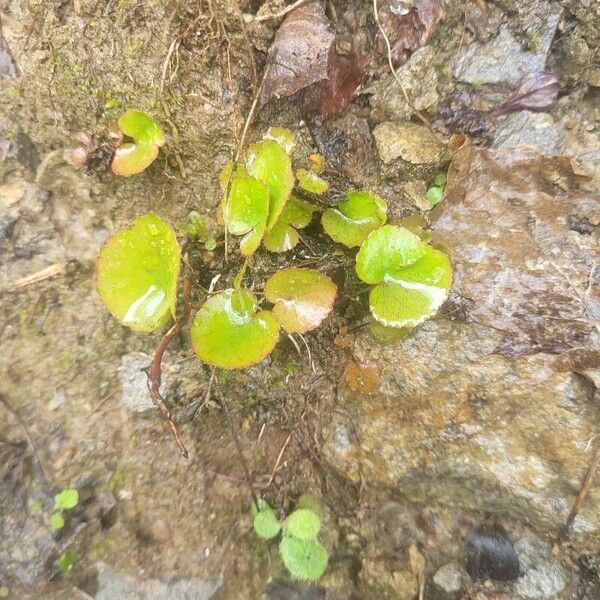 Galax urceolata Leaf