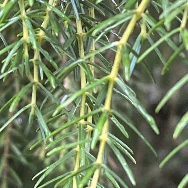 Juniperus cedrus Ліст