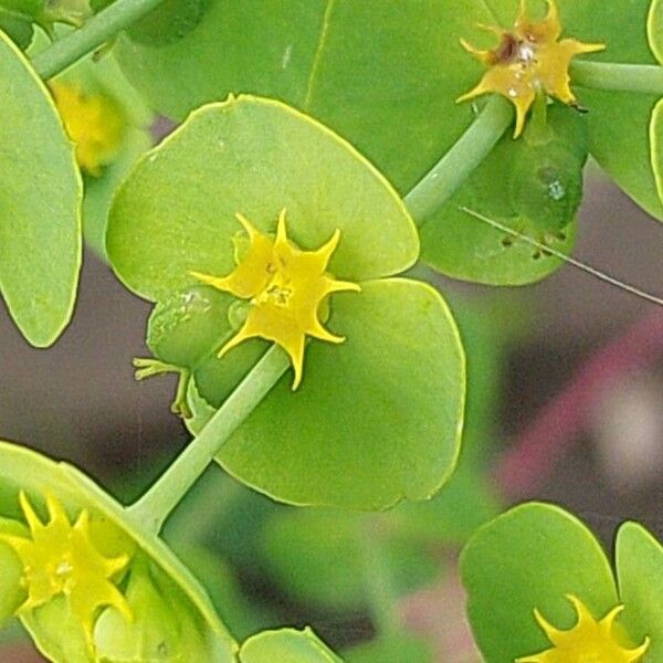 Euphorbia exigua Žiedas