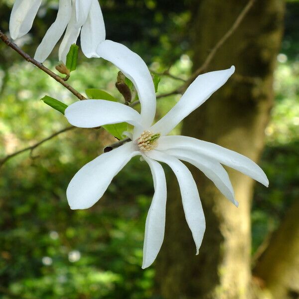 Magnolia stellata Kwiat