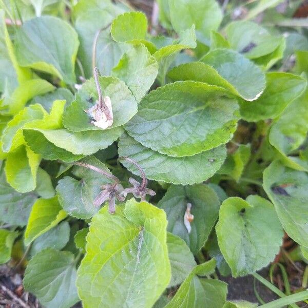 Viola odorata Fuelha