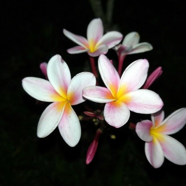 Plumeria rubra Virág