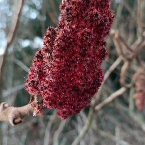 Rhus typhina Плод