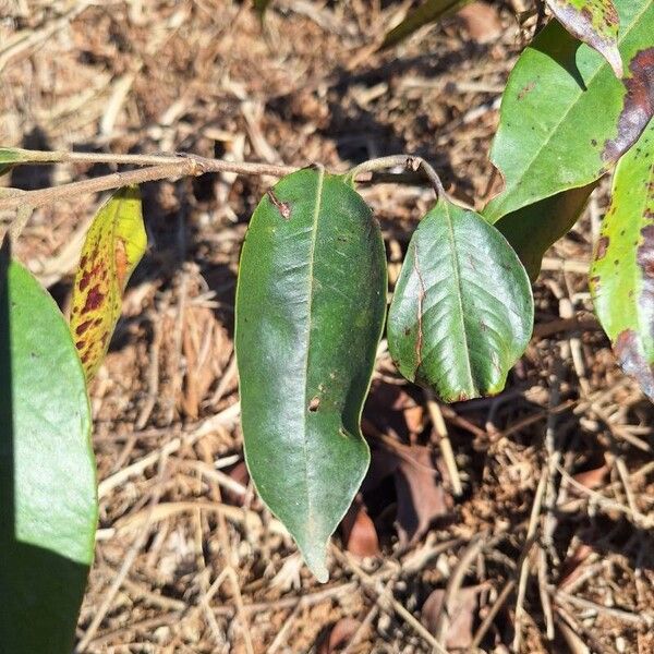 Plinia edulis Leaf