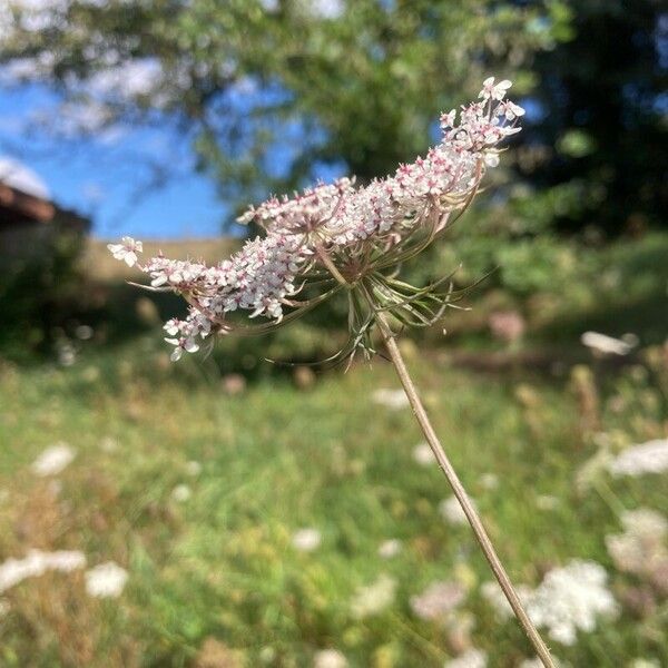 Daucus carota Çiçek