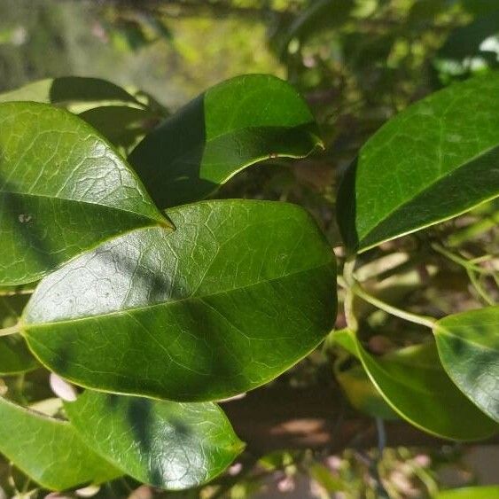 Stauntonia latifolia Листок