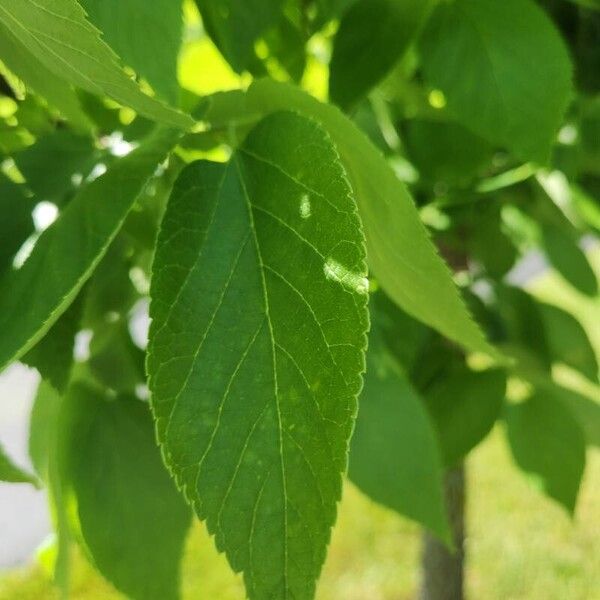 Celtis occidentalis Folha