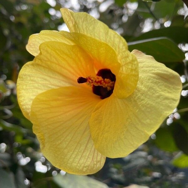 Hibiscus tiliaceus 花