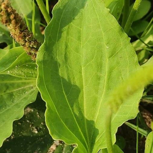 Plantago major Leht