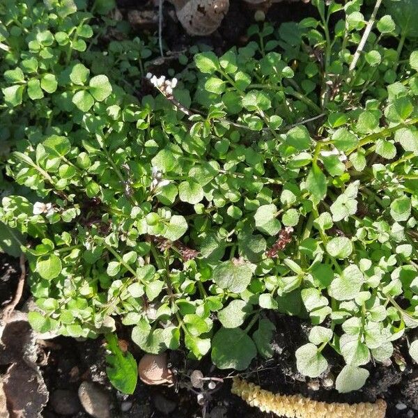 Cardamine flexuosa Blad