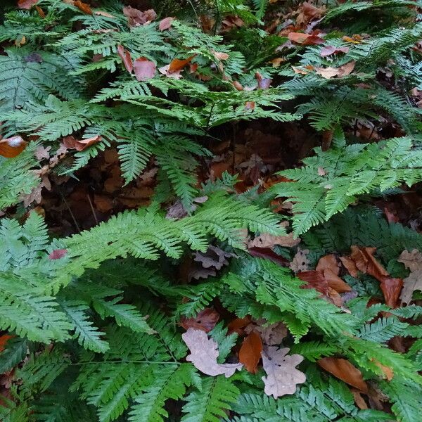 Dryopteris formosana