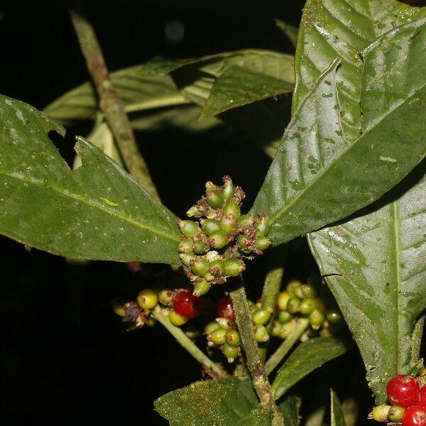 Psychotria psychotriifolia Fruto