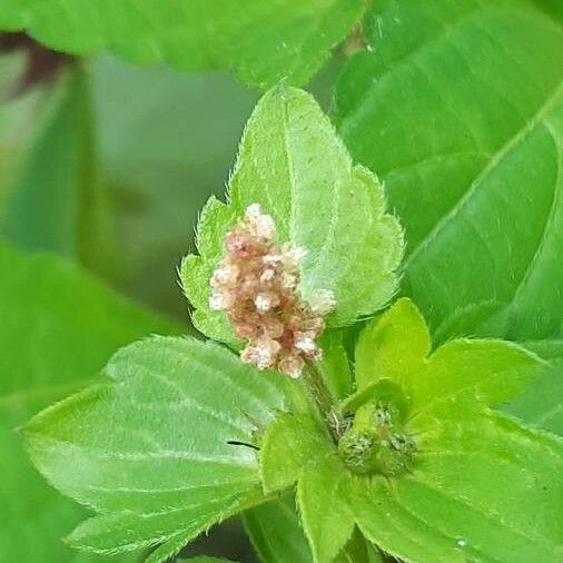 Acalypha virginica ফুল