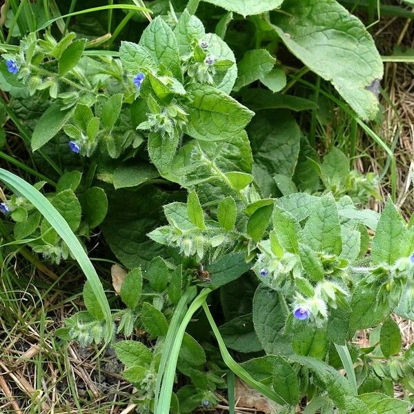 Pentaglottis sempervirens Агульны выгляд