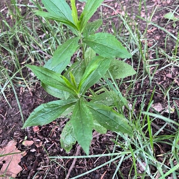 Solidago altissima List