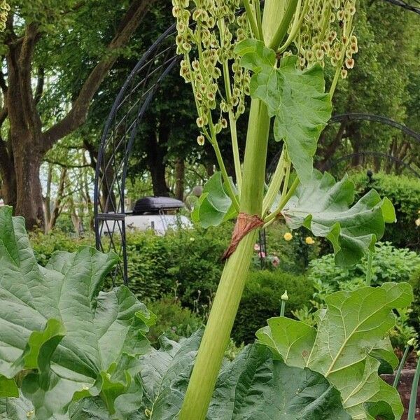 Rheum rhabarbarum Облик