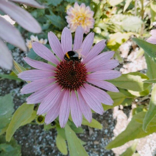 Echinacea angustifolia 花