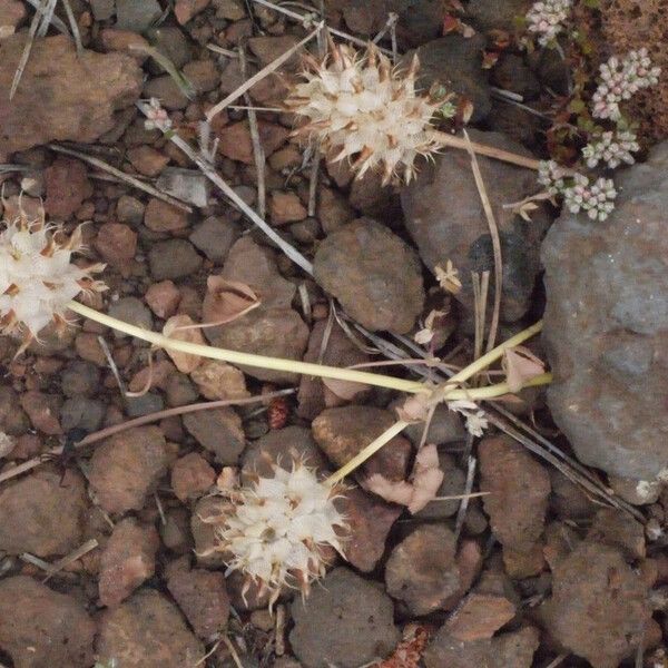 Trifolium spumosum Habitus