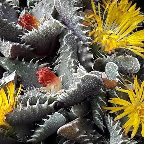 Faucaria tigrina Flower