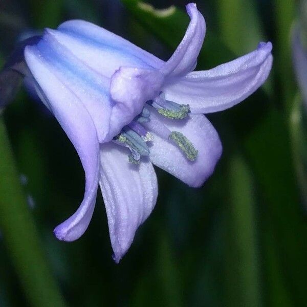 Hyacinthoides hispanica 花