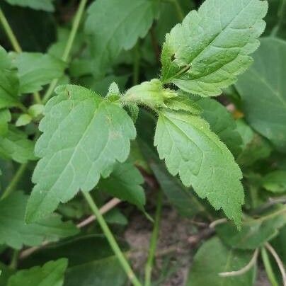 Ageratum conyzoides Leaf