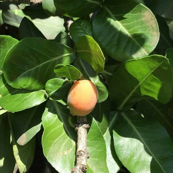 Garcinia livingstonei Vili