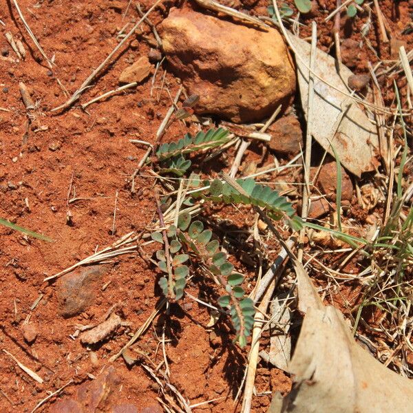 Phyllanthus virgatus Habit