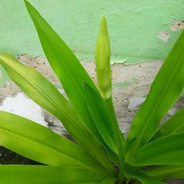 Crinum asiaticum Liść