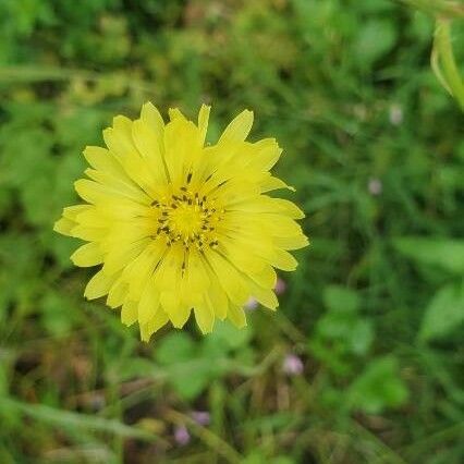 Pyrrhopappus carolinianus Flower