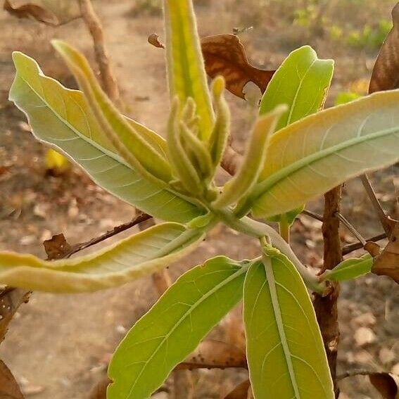 Terminalia macroptera Hoja