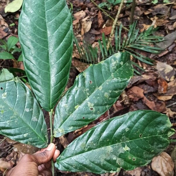 Treculia africana 葉