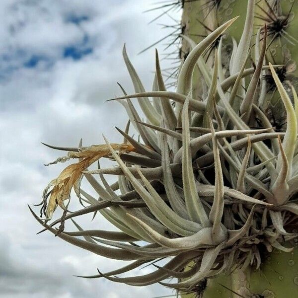 Tillandsia ixioides