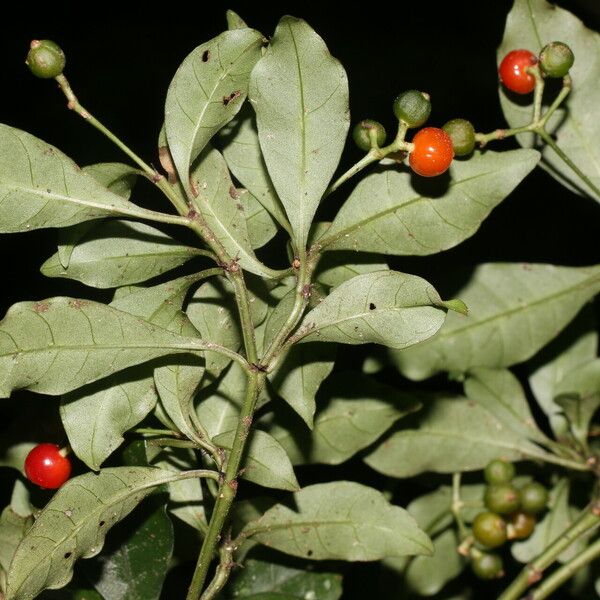 Psychotria biaristata Fruit