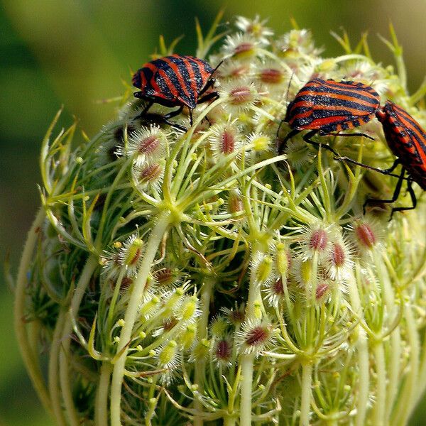 Daucus carota Frukto