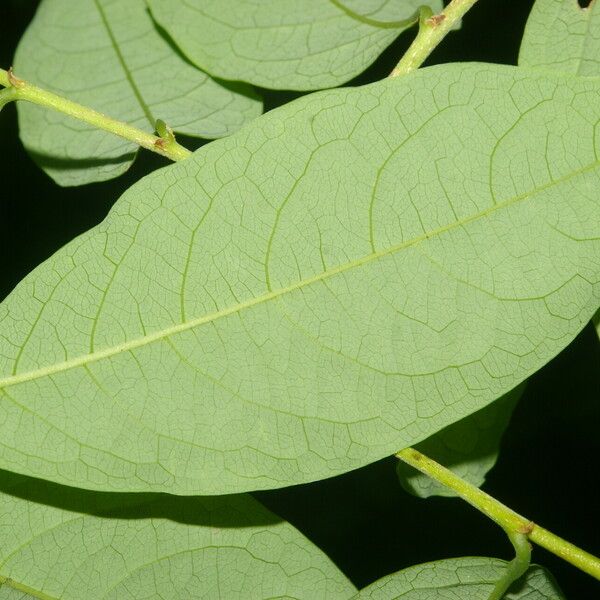 Margaritaria nobilis Leaf