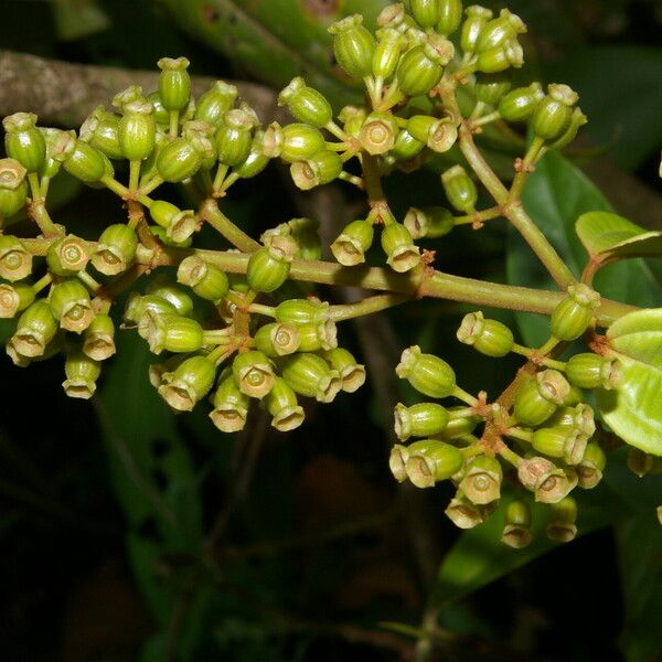 Adelobotrys adscendens Fruit