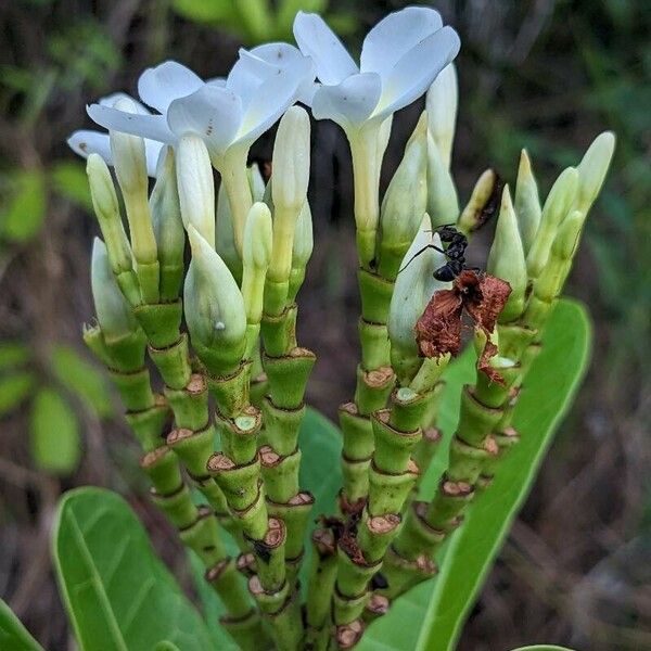 Himatanthus articulatus Blodyn