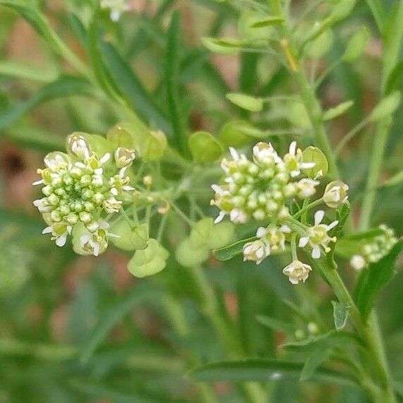 Lepidium virginicum Λουλούδι