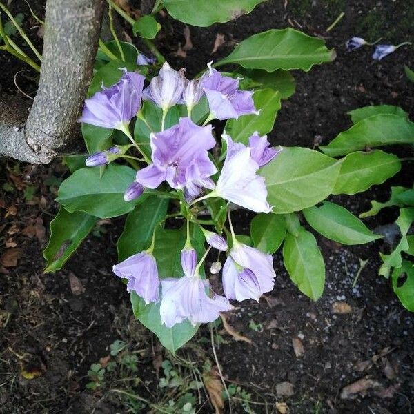 Solanum wendlandii Λουλούδι