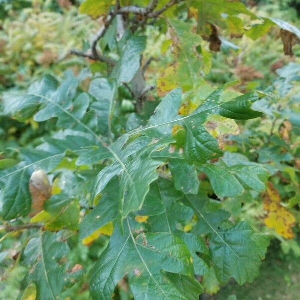 Quercus bicolor Folio