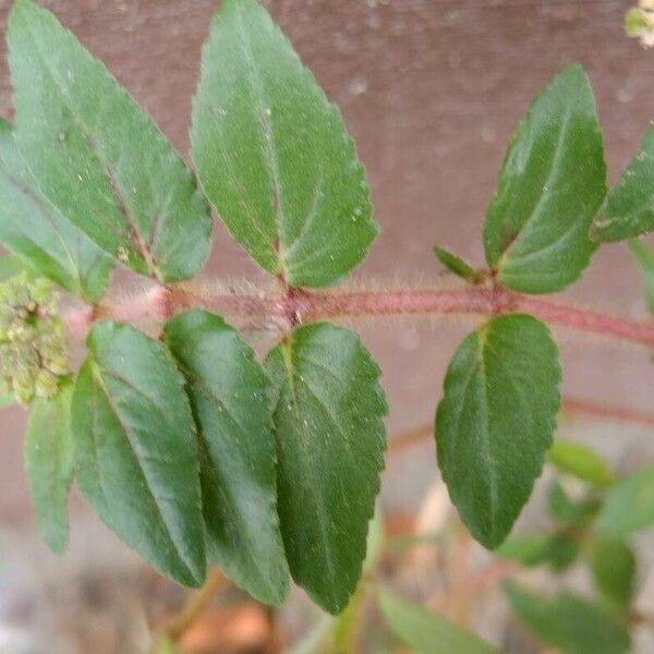 Euphorbia hirta Leaf