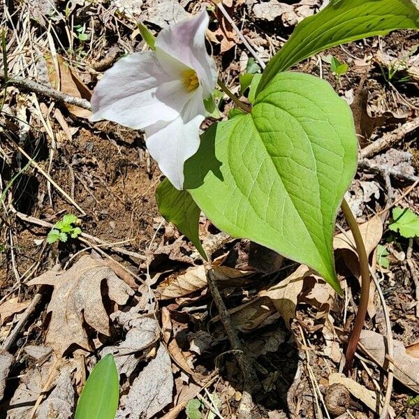 Trillium grandiflorum Flor