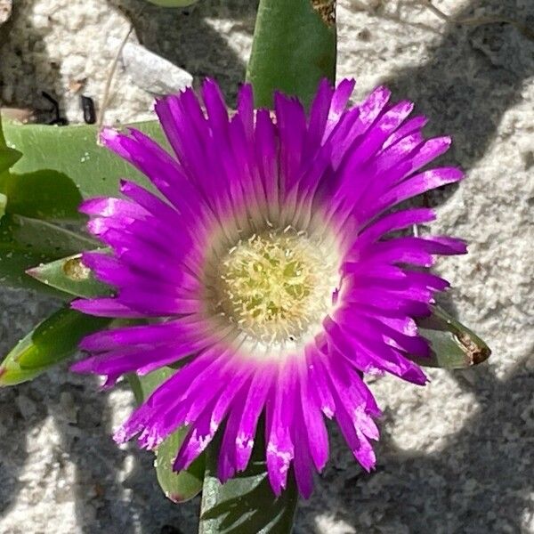 Carpobrotus glaucescens Blomma